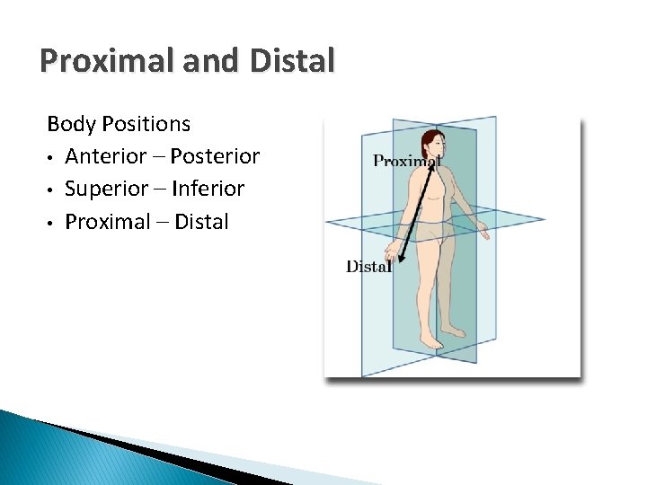 Proximal and Distal Body Positions • Anterior – Posterior • Superior – Inferior •