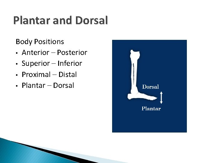 Plantar and Dorsal Body Positions • Anterior – Posterior • Superior – Inferior •
