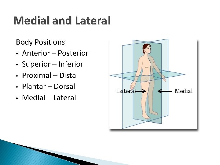 Medial and Lateral Body Positions • Anterior – Posterior • Superior – Inferior •