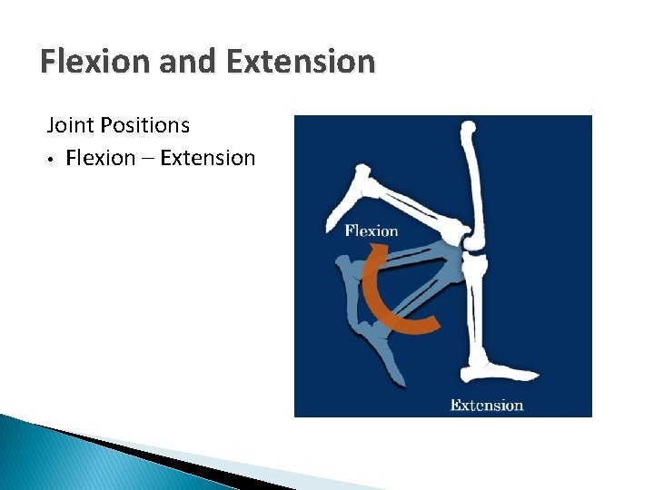 Flexion and Extension Joint Positions • Flexion – Extension 