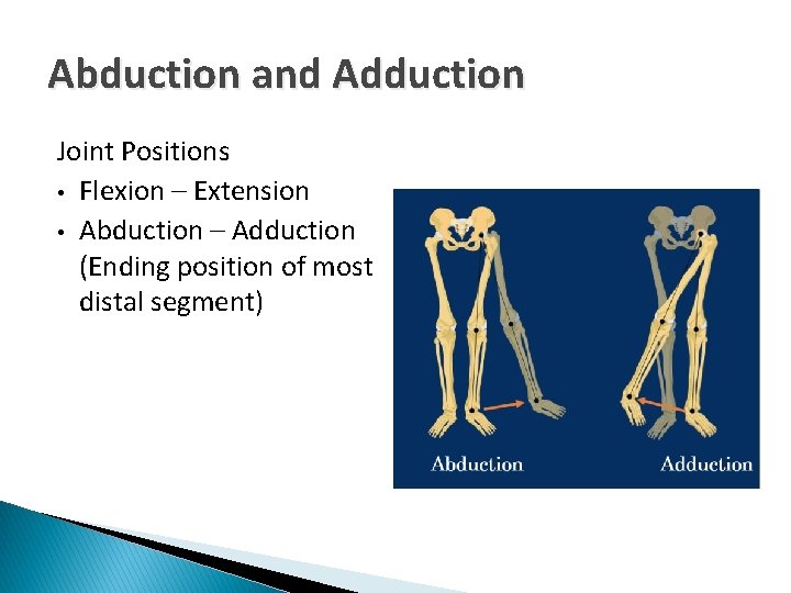 Abduction and Adduction Joint Positions • Flexion – Extension • Abduction – Adduction (Ending