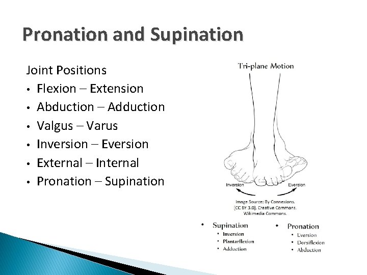 Pronation and Supination Joint Positions • Flexion – Extension • Abduction – Adduction •