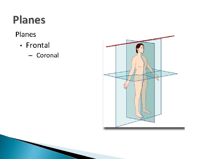 Planes • Frontal – Coronal 