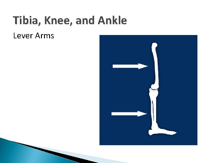 Tibia, Knee, and Ankle Lever Arms 
