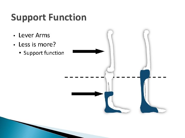 Support Function • • Lever Arms Less is more? • Support function 