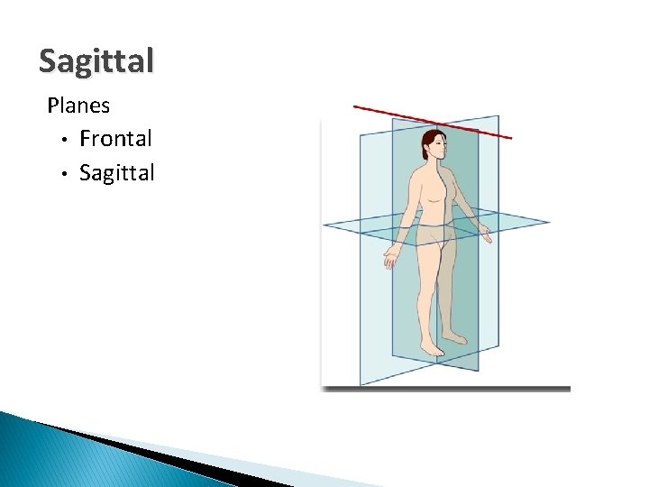 Sagittal Planes • Frontal • Sagittal 