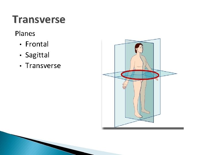 Transverse Planes • Frontal • Sagittal • Transverse 