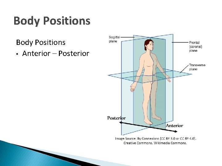 Body Positions • Anterior – Posterior 