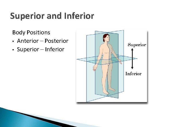 Superior and Inferior Body Positions • Anterior – Posterior • Superior – Inferior 