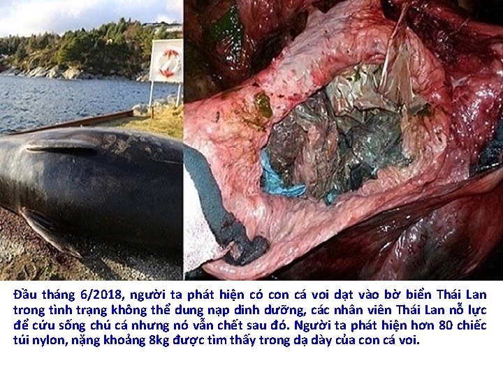 Đầu tháng 6/2018, người ta phát hiện có con cá voi dạt vào bờ