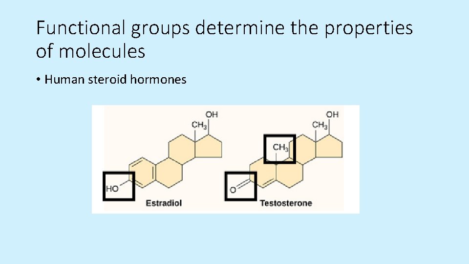 Functional groups determine the properties of molecules • Human steroid hormones  Functional groups determine the properties of molecules • Human steroid hormones