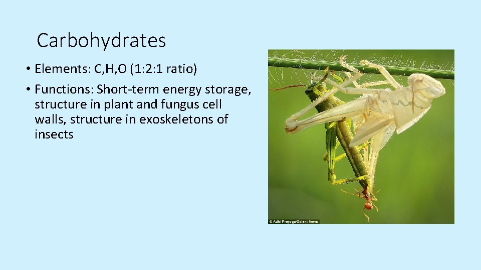 Carbohydrates • Elements: C, H, O (1: 2: 1 ratio) • Functions: Short-term energy Carbohydrates • Elements: C, H, O (1: 2: 1 ratio) • Functions: Short-term energy