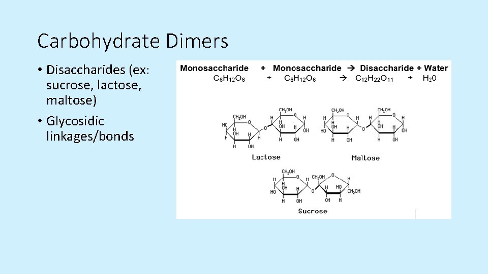 Carbohydrate Dimers • Disaccharides (ex: sucrose, lactose, maltose) • Glycosidic linkages/bonds  Carbohydrate Dimers • Disaccharides (ex: sucrose, lactose, maltose) • Glycosidic linkages/bonds