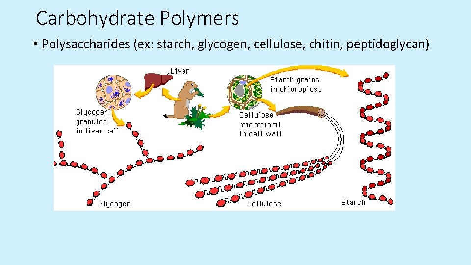 Carbohydrate Polymers • Polysaccharides (ex: starch, glycogen, cellulose, chitin, peptidoglycan)  Carbohydrate Polymers • Polysaccharides (ex: starch, glycogen, cellulose, chitin, peptidoglycan)