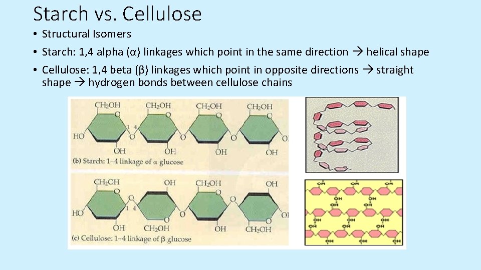 Starch vs. Cellulose • Structural Isomers • Starch: 1, 4 alpha (α) linkages which Starch vs. Cellulose • Structural Isomers • Starch: 1, 4 alpha (α) linkages which