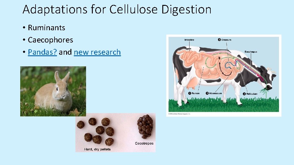 Adaptations for Cellulose Digestion • Ruminants • Caecophores • Pandas? and new research  Adaptations for Cellulose Digestion • Ruminants • Caecophores • Pandas? and new research