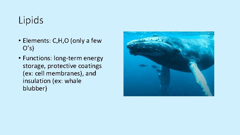 Lipids • Elements: C, H, O (only a few O’s) • Functions: long-term energy Lipids • Elements: C, H, O (only a few O’s) • Functions: long-term energy