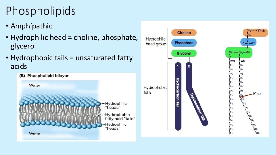 Phospholipids • Amphipathic • Hydrophilic head = choline, phosphate, glycerol • Hydrophobic tails = Phospholipids • Amphipathic • Hydrophilic head = choline, phosphate, glycerol • Hydrophobic tails =