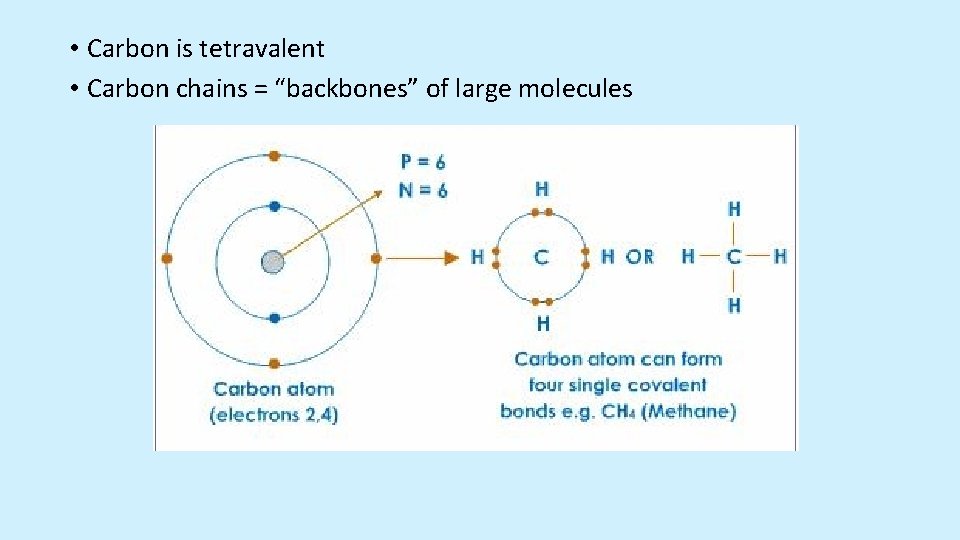 • Carbon is tetravalent • Carbon chains = “backbones” of large molecules   • Carbon is tetravalent • Carbon chains = “backbones” of large molecules