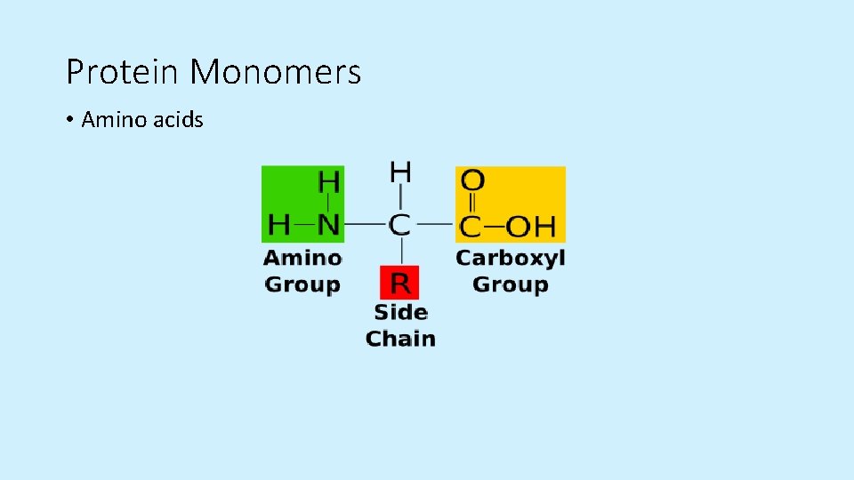 Protein Monomers • Amino acids  Protein Monomers • Amino acids