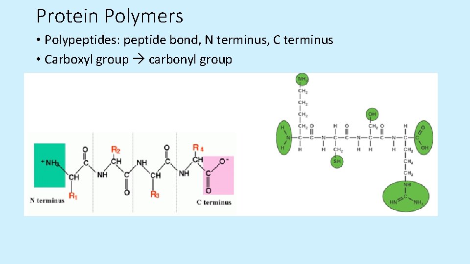 Protein Polymers • Polypeptides: peptide bond, N terminus, C terminus • Carboxyl group carbonyl Protein Polymers • Polypeptides: peptide bond, N terminus, C terminus • Carboxyl group carbonyl