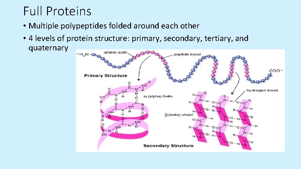 Full Proteins • Multiple polypeptides folded around each other • 4 levels of protein Full Proteins • Multiple polypeptides folded around each other • 4 levels of protein