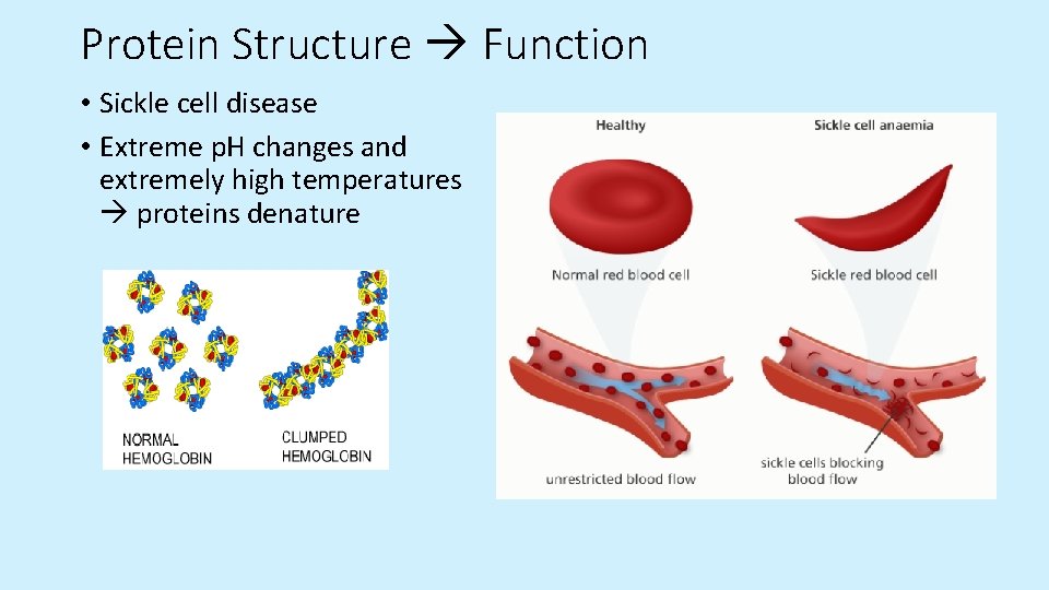 Protein Structure Function • Sickle cell disease • Extreme p. H changes and extremely Protein Structure Function • Sickle cell disease • Extreme p. H changes and extremely