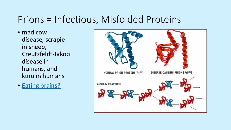 Prions = Infectious, Misfolded Proteins • mad cow disease, scrapie in sheep, Creutzfeldt-Jakob disease Prions = Infectious, Misfolded Proteins • mad cow disease, scrapie in sheep, Creutzfeldt-Jakob disease