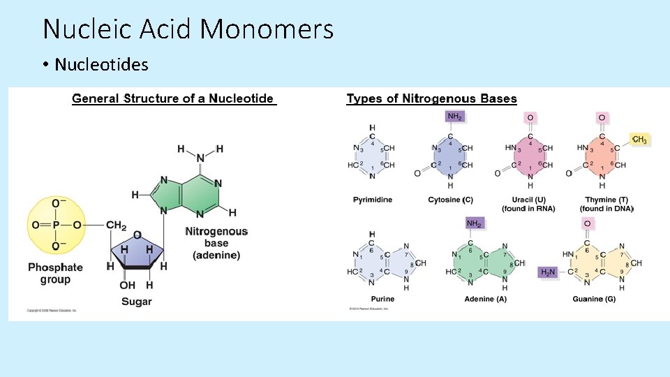 Nucleic Acid Monomers • Nucleotides  Nucleic Acid Monomers • Nucleotides