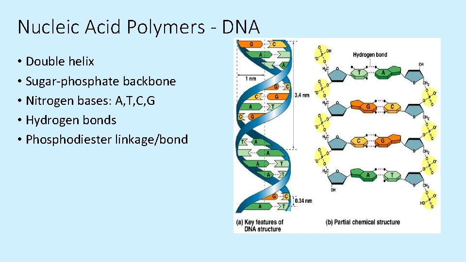 Nucleic Acid Polymers - DNA • Double helix • Sugar-phosphate backbone • Nitrogen bases: Nucleic Acid Polymers - DNA • Double helix • Sugar-phosphate backbone • Nitrogen bases: