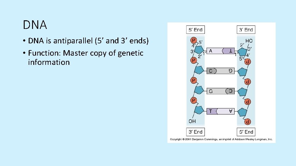 DNA • DNA is antiparallel (5’ and 3’ ends) • Function: Master copy of DNA • DNA is antiparallel (5’ and 3’ ends) • Function: Master copy of