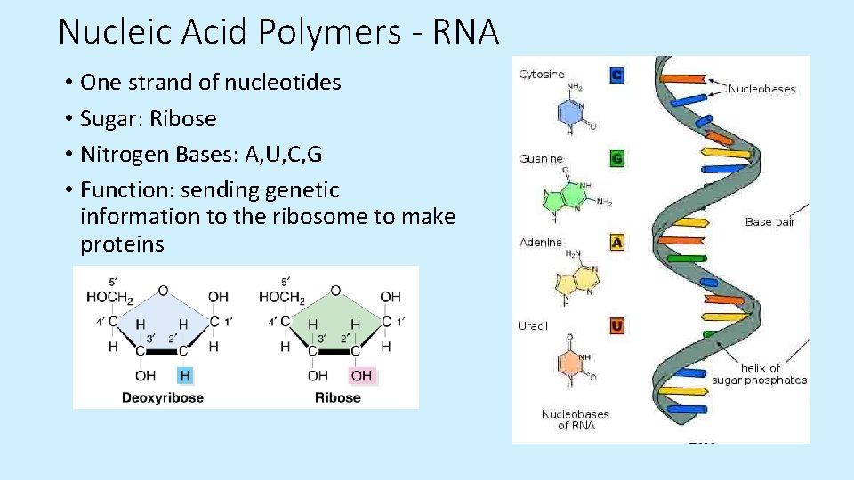 Nucleic Acid Polymers - RNA • One strand of nucleotides • Sugar: Ribose • Nucleic Acid Polymers - RNA • One strand of nucleotides • Sugar: Ribose •