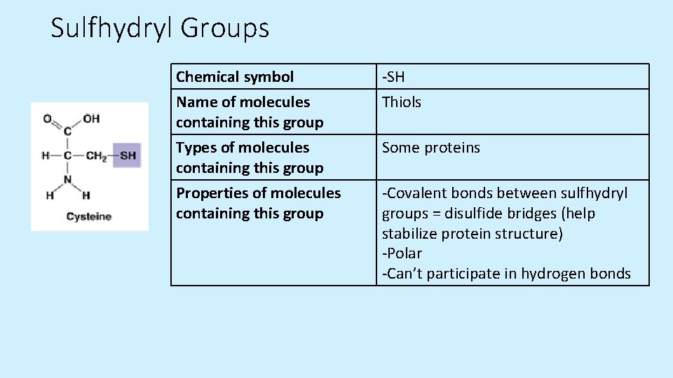 Sulfhydryl Groups Chemical symbol Name of molecules containing this group -SH Thiols Types of Sulfhydryl Groups Chemical symbol Name of molecules containing this group -SH Thiols Types of