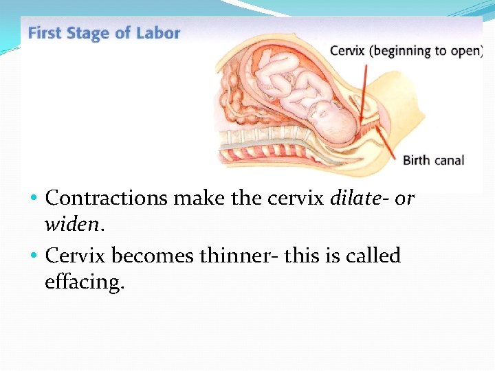  • Contractions make the cervix dilate- or widen. • Cervix becomes thinner- this