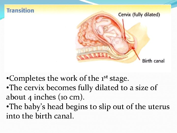  • Completes the work of the 1 st stage. • The cervix becomes