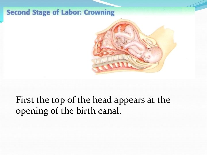 First the top of the head appears at the opening of the birth canal.