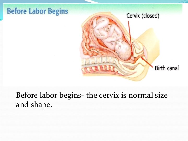 Before labor begins- the cervix is normal size and shape. 