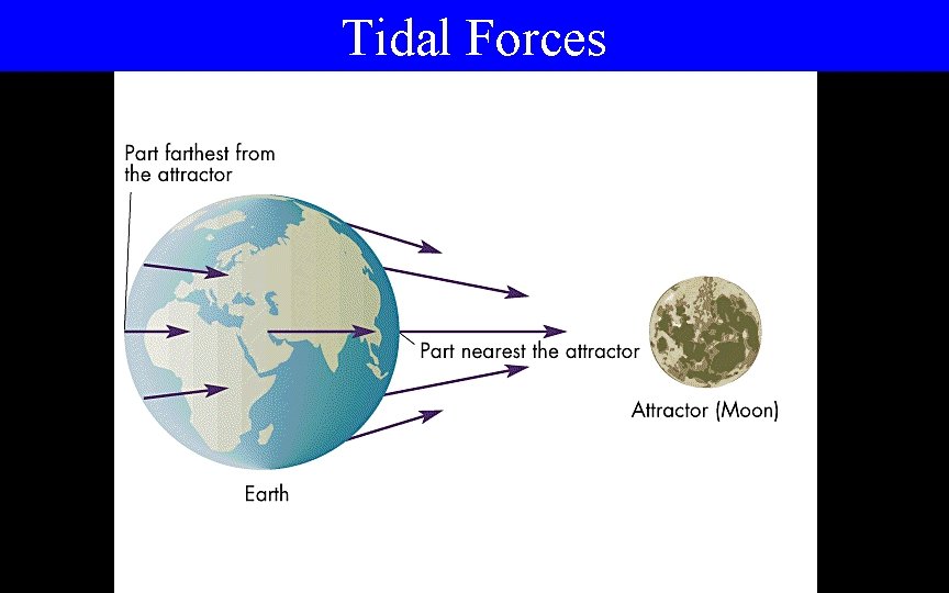 Tidal Forces 