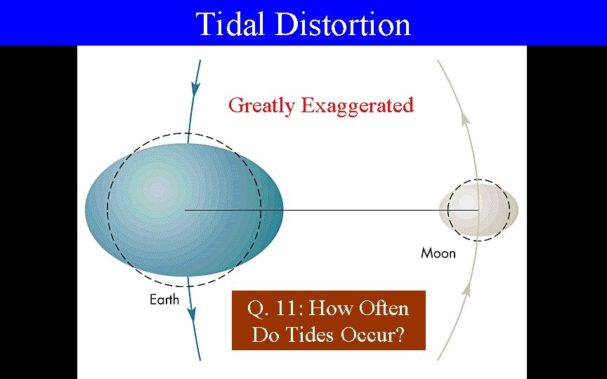 Tidal Distortion Greatly Exaggerated Q. 11: How Often Do Tides Occur? 