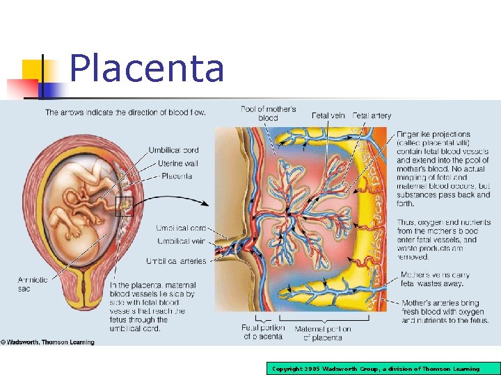 Placenta Copyright 2005 Wadsworth Group, a division of Thomson Learning 