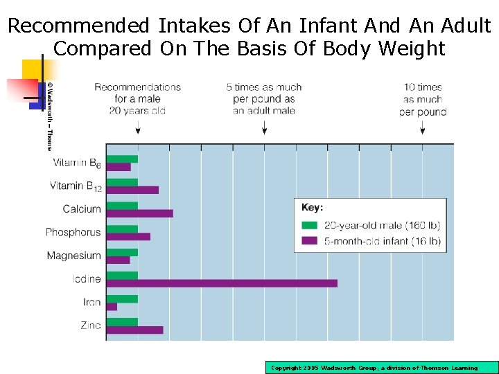 Recommended Intakes Of An Infant And An Adult Compared On The Basis Of Body