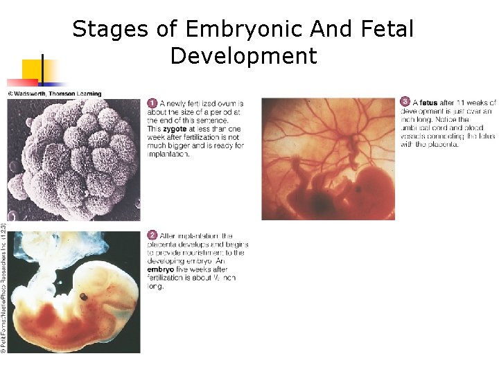 Stages of Embryonic And Fetal Development 