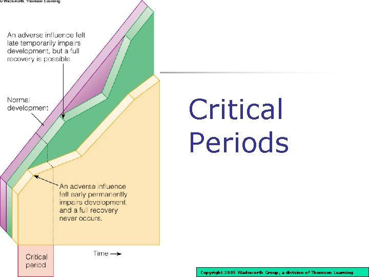 Critical Periods Copyright 2005 Wadsworth Group, a division of Thomson Learning 