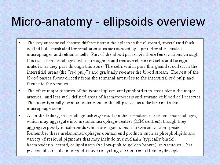 Micro-anatomy - ellipsoids overview • • • The key anatomical feature differentiating the spleen