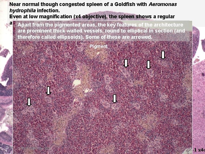 Near normal though congested spleen of a Goldfish with Aeromonas hydrophila infection. Even at