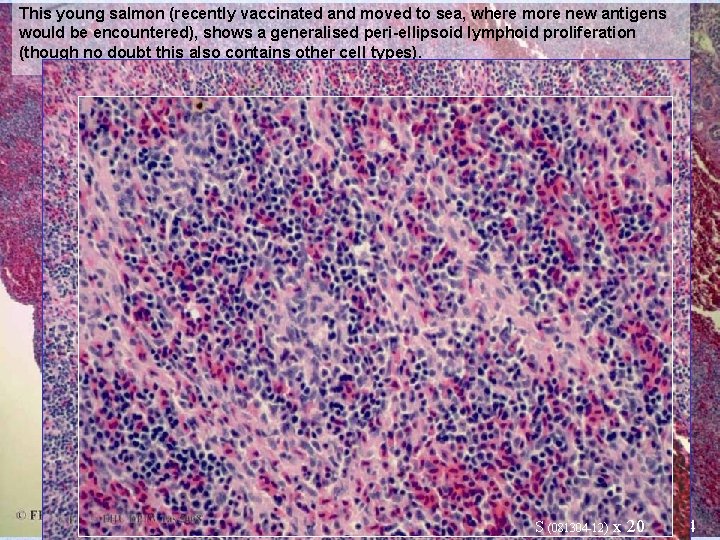 This young salmon (recently vaccinated and moved to sea, where more new antigens would