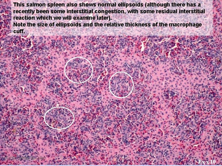 This salmon spleen also shows normal ellipsoids (although there has a recently been some