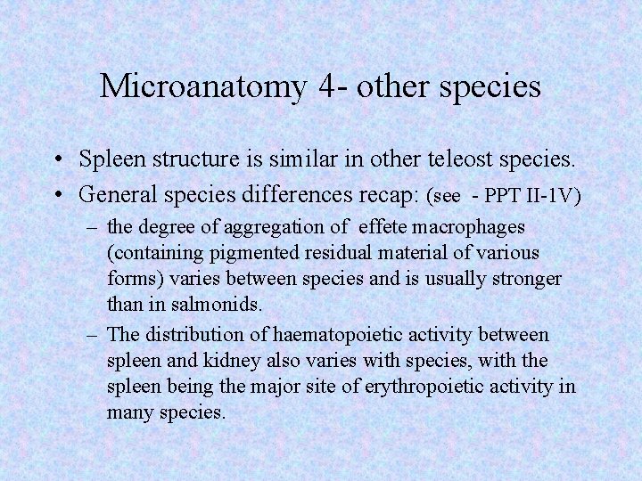 Microanatomy 4 - other species • Spleen structure is similar in other teleost species.