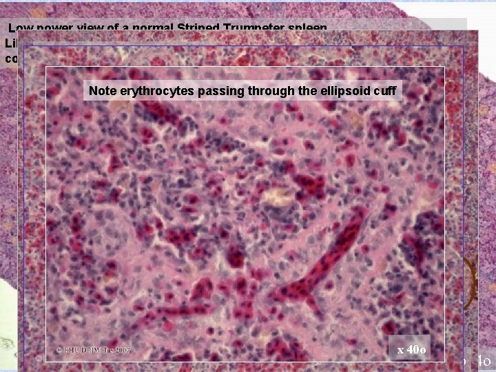 Low power view of a normal Striped Trumpeter spleen. Like the Goldfish above, melanomacrophage