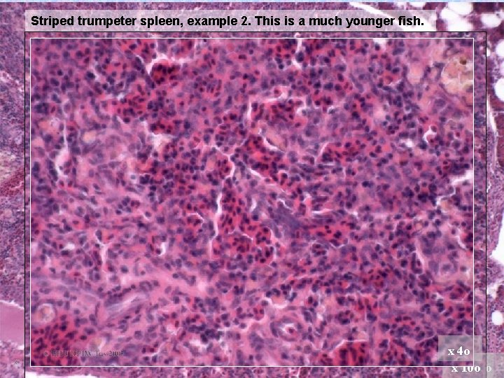 Striped trumpeter spleen, example 2. This is a much younger fish. Note the more